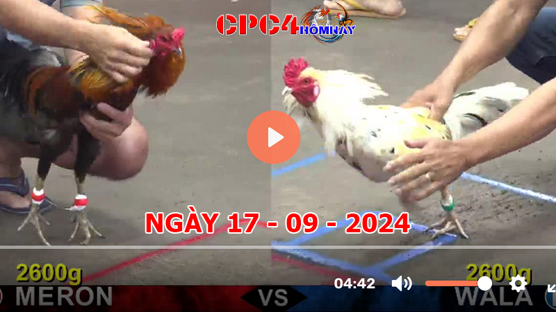 Trực tiếp đá gà C4 ngày 17-9-2024