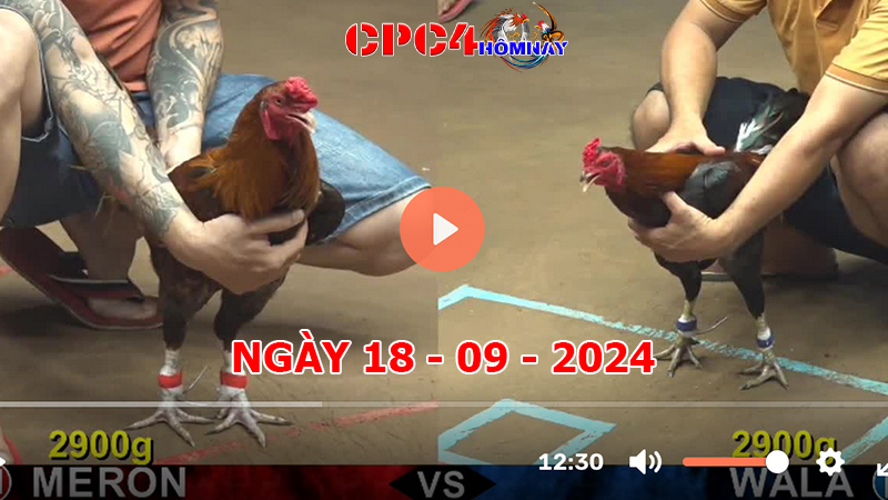 Trực tiếp đá gà C4 ngày 18-9-2024