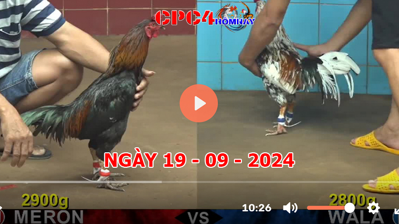 Trực tiếp đá gà C4 ngày 19-9-2024