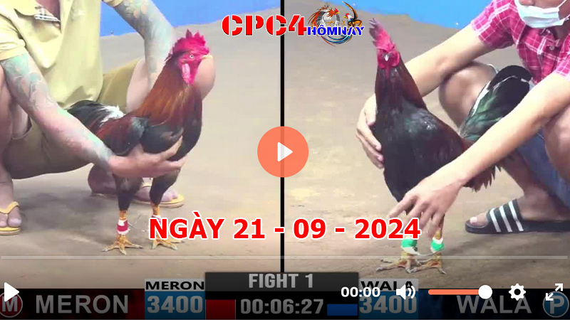 Trực tiếp đá gà C4 ngày 21-9-2024