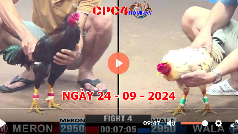 Trực tiếp đá gà C4 ngày 24-9-2024