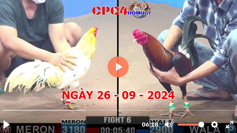 Trực tiếp đá gà C4 ngày 26-9-2024