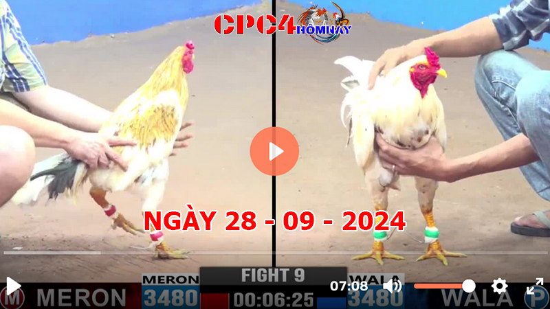 Trực tiếp đá gà C4 ngày 28-9-2024