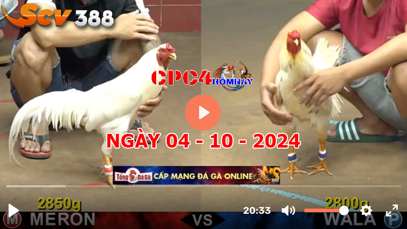 Trực tiếp đá gà C4 ngày 04-10-2024