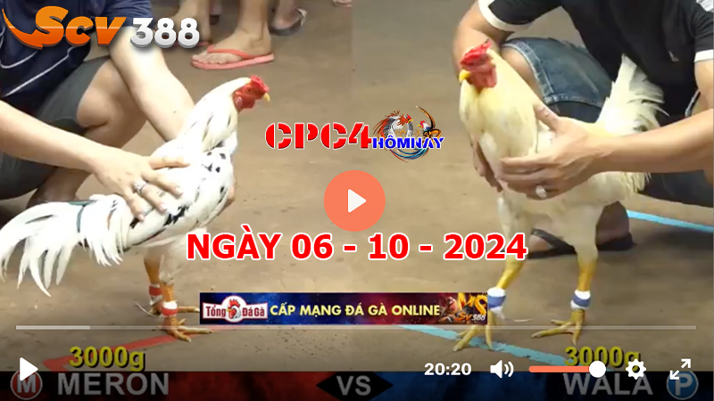 Trực tiếp đá gà C4 ngày 06-10-2024