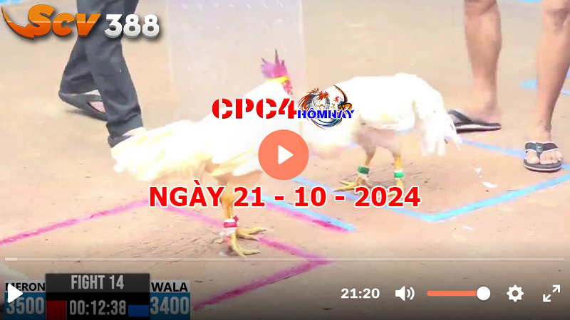 Trực tiếp đá gà C4 ngày 21-10-2024