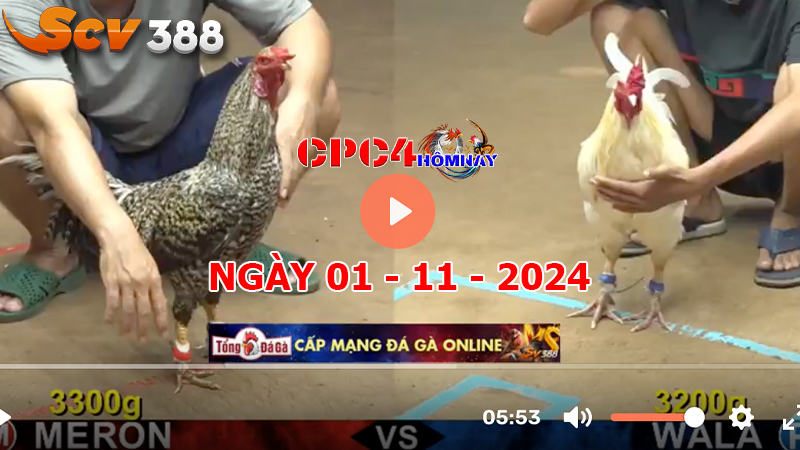 Đá gà C4 ngày 01-11-2024