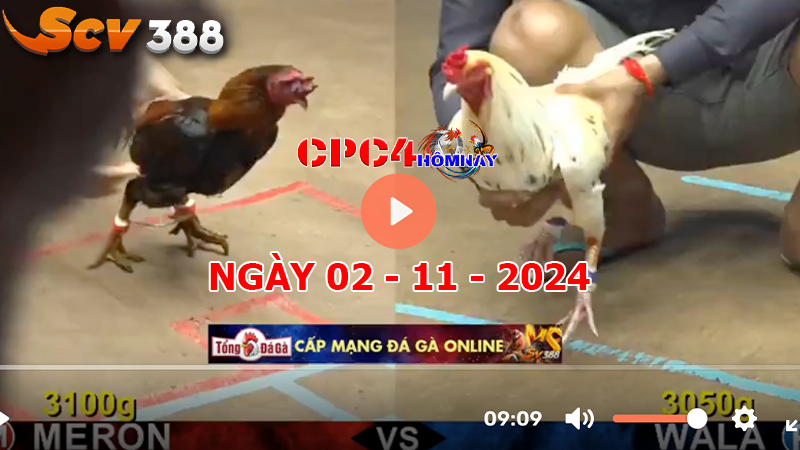 Đá gà C4 ngày 02-11-2024