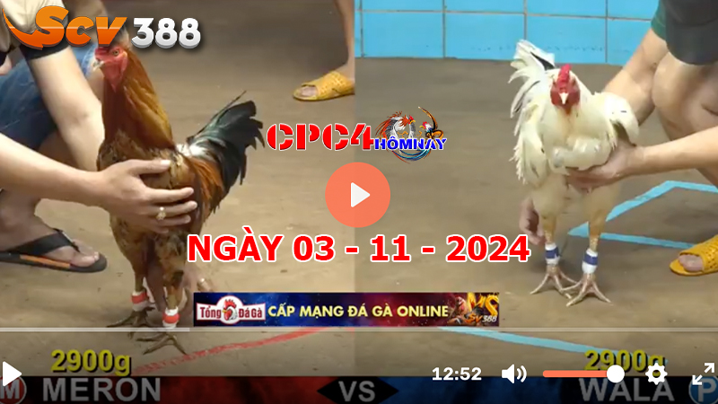 Đá gà C4 ngày 03-11-2024