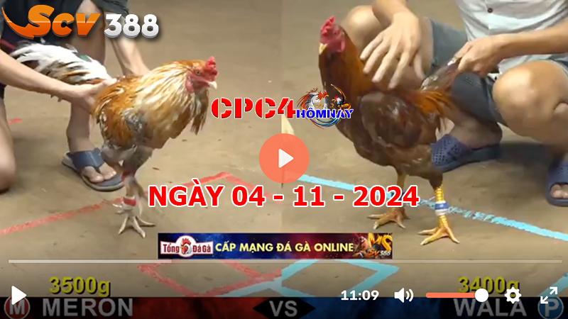 Đá gà C4 ngày 04-11-2024