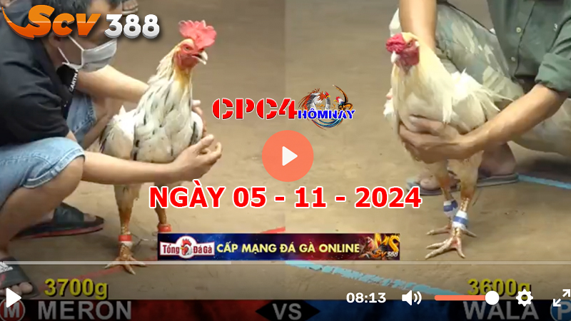 Đá gà C4 ngày 05-11-2024