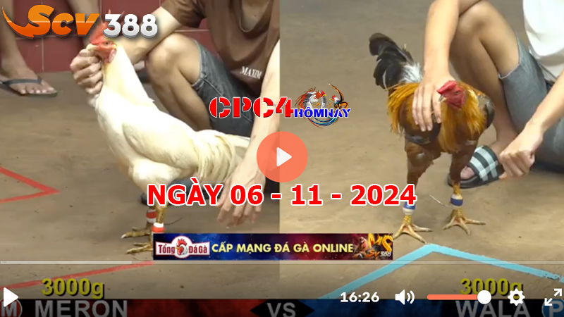 Đá gà C4 ngày 06-11-2024