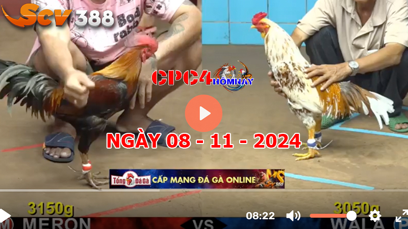 Đá gà C4 ngày 08-11-2024