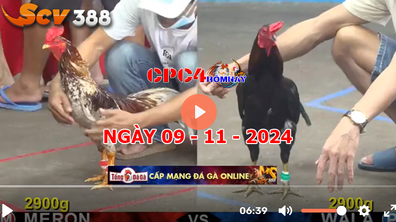 Đá gà C4 ngày 09-11-2024