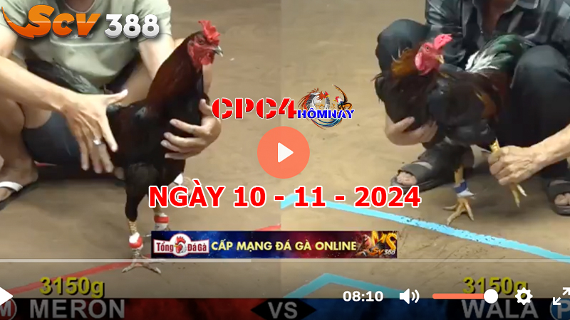 Đá gà C4 ngày 10-11-2024