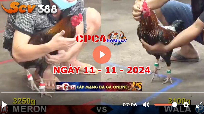 Đá gà C4 ngày 11-11-2024