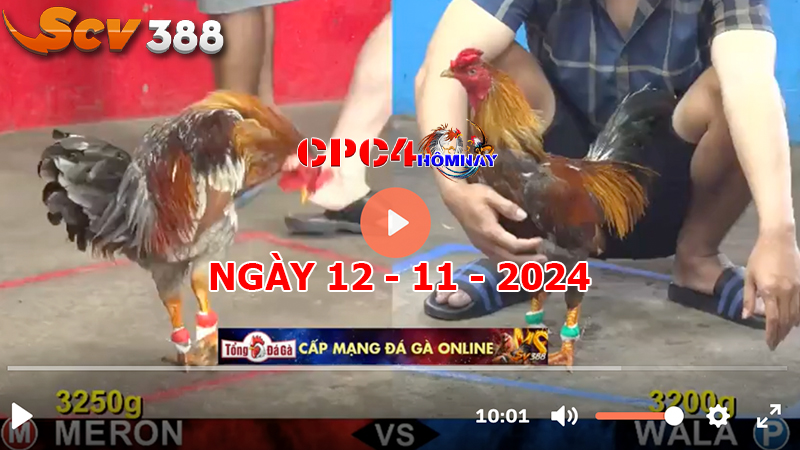 Đá gà C4 ngày 12-11-2024