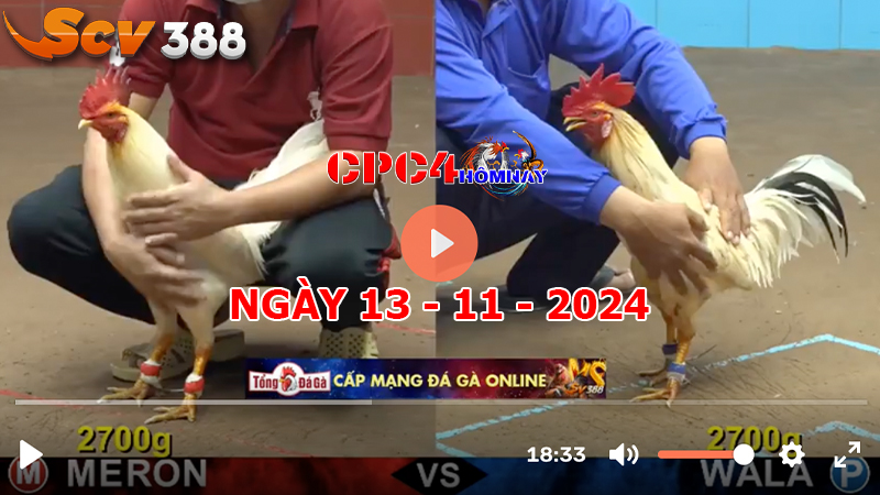 Đá gà C4 ngày 13-11-2024