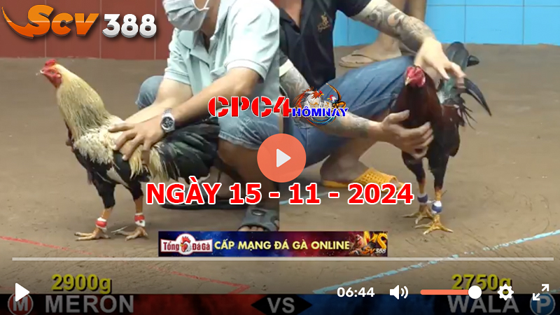 Đá gà C4 ngày 15-11-2024