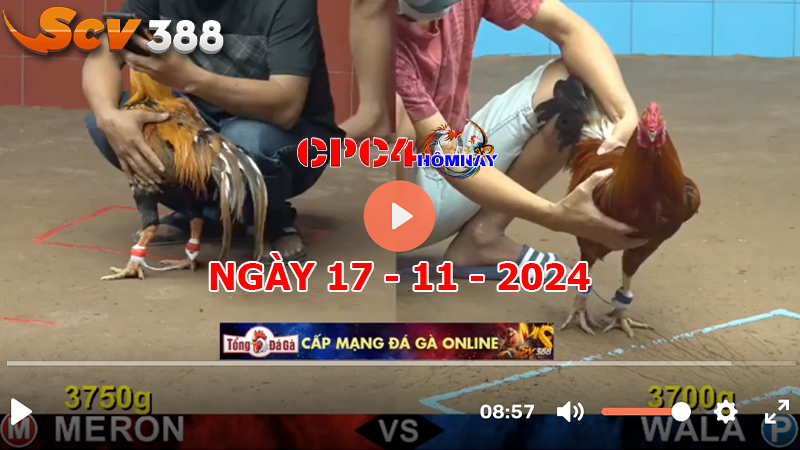 Đá gà C4 ngày 17-11-2024