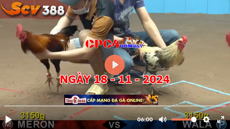 Đá gà C4 ngày 18-11-2024