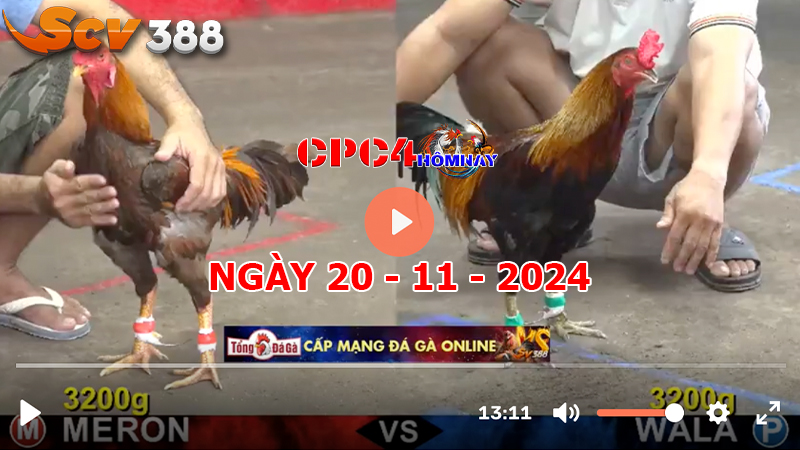 Đá gà C4 ngày 20-11-2024