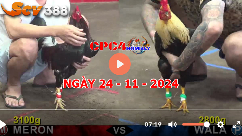 Đá gà C4 ngày 24-11-2024