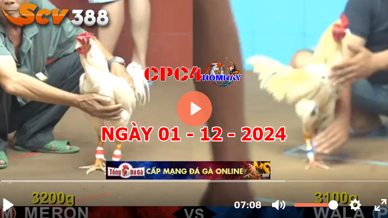 Đá gà C4 ngày 01-12-2024