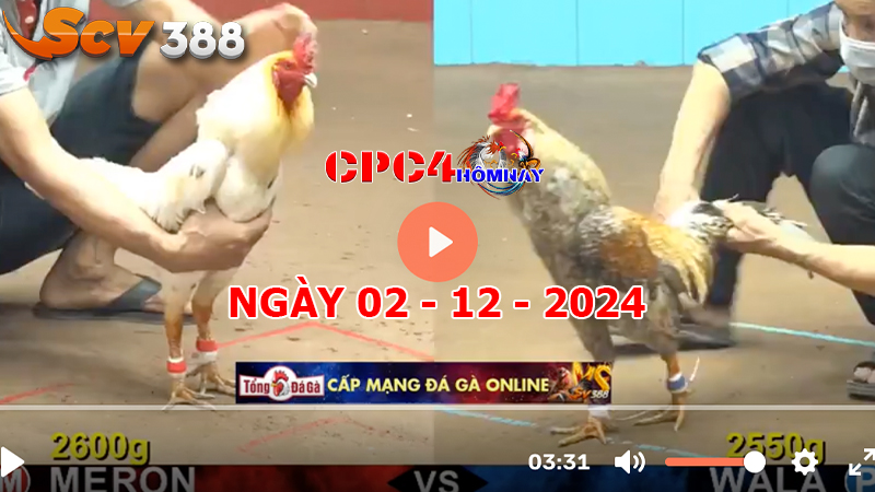 Đá gà C4 ngày 02-12-2024