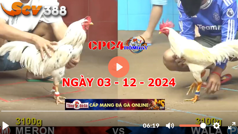 Đá gà C4 ngày 03-12-2024