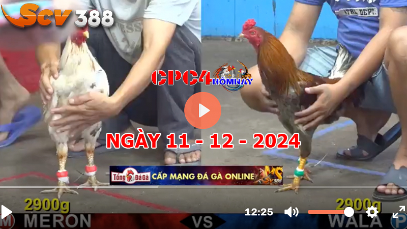 Đá gà C4 ngày 11-12-2024