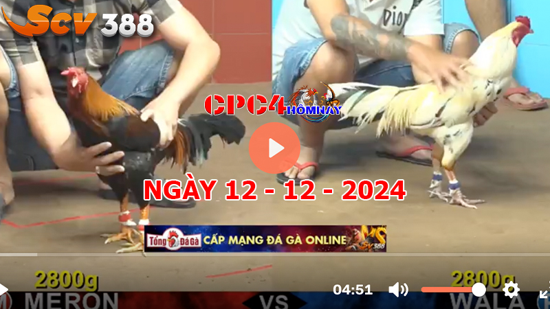 Đá gà C4 ngày 12-12-2024