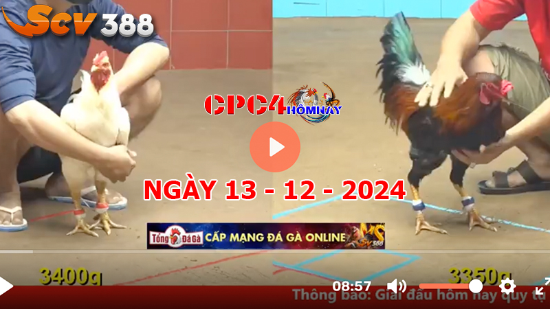 Đá gà C4 ngày 13-12-2024