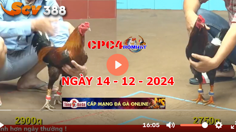 Đá gà C4 ngày 14-12-2024