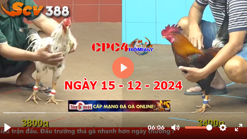 Đá gà C4 ngày 15-12-2024