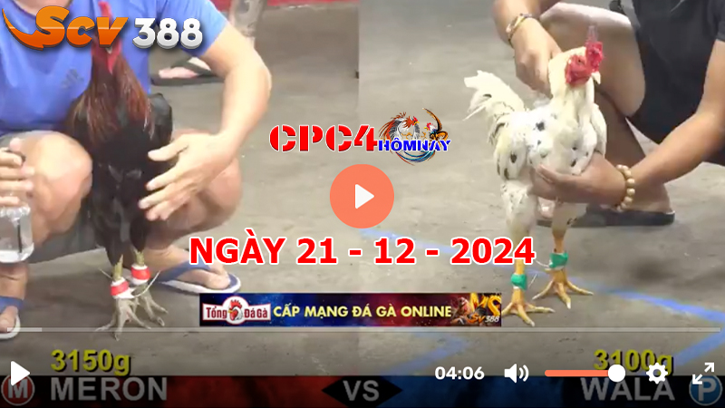 Đá gà C4 ngày 21-12-2024