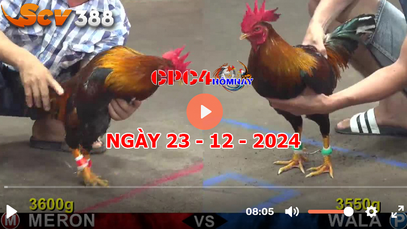 Đá gà C4 ngày 23-12-2024