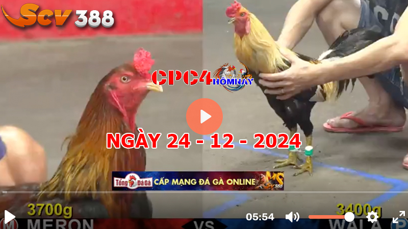 Đá gà C4 ngày 24-12-2024