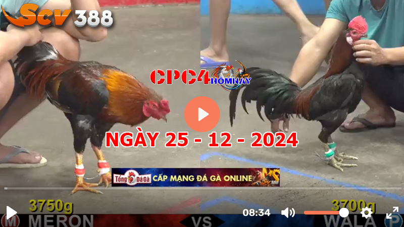 Đá gà C4 ngày 25-12-2024