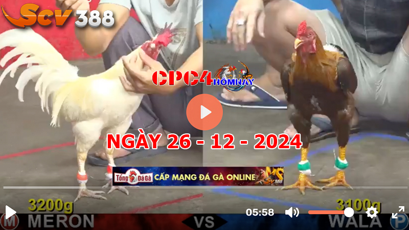 Đá gà C4 ngày 26-12-2024