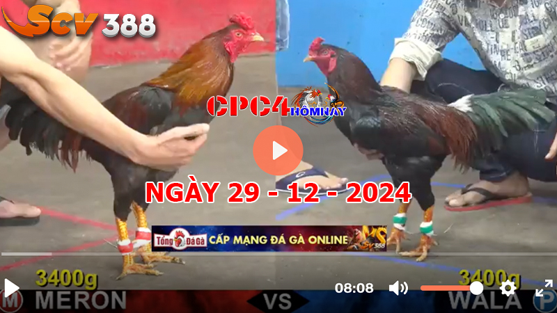 Đá gà C4 ngày 29-12-2024