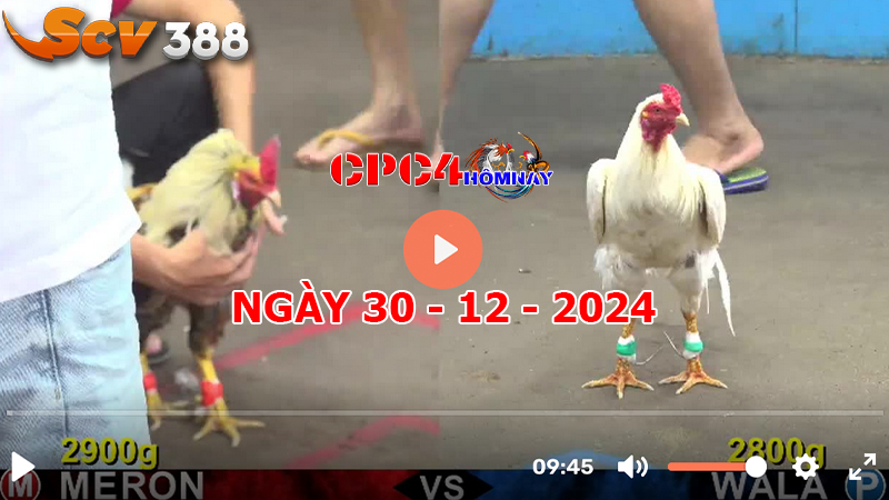 Đá gà C4 ngày 30-12-2024